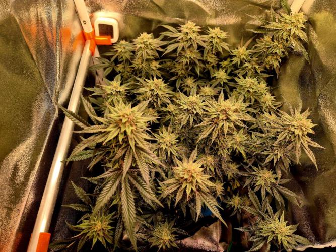 Special Kush (clone) main lining. Week 13