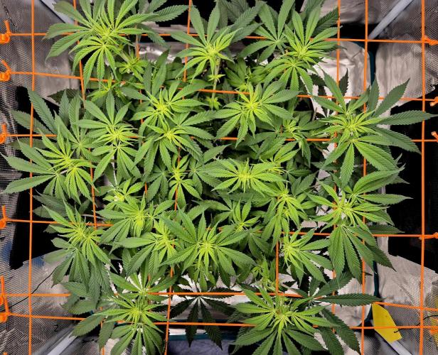 Cream Mandarine main lining. Week 10