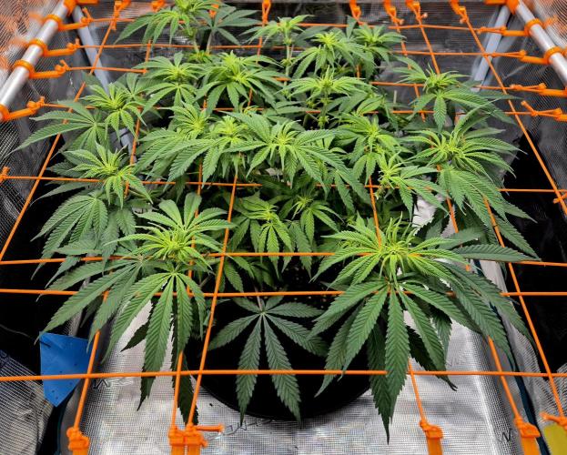 Cream Mandarine main lining. Week 10