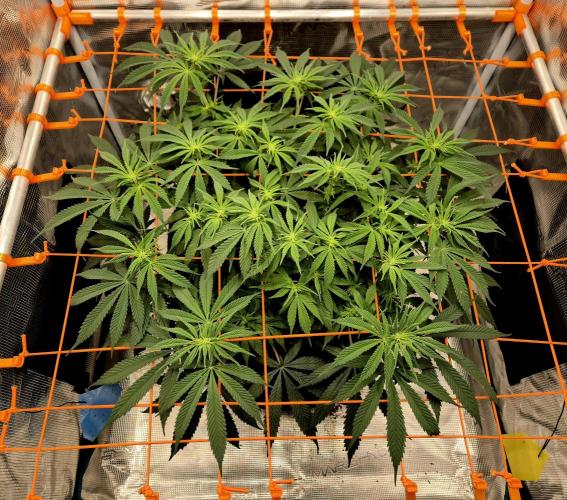 Cream Mandarine main lining. Week 10