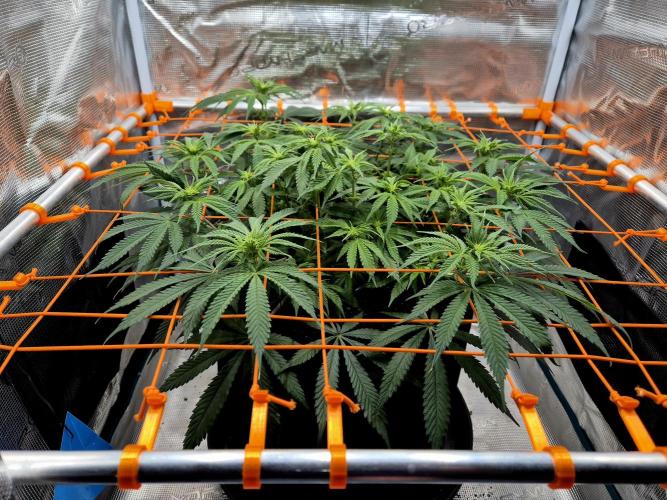 Cream Mandarine main lining. Week 10