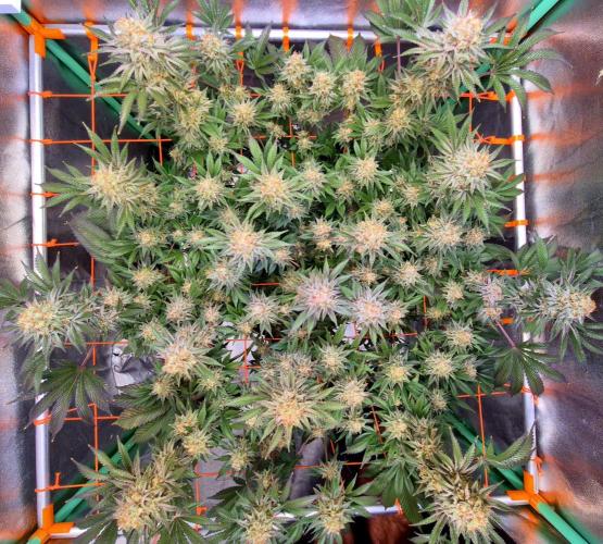 Orange bud main lining. Week 17