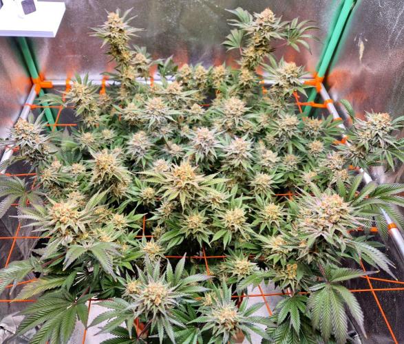 Orange bud main lining. Week 17