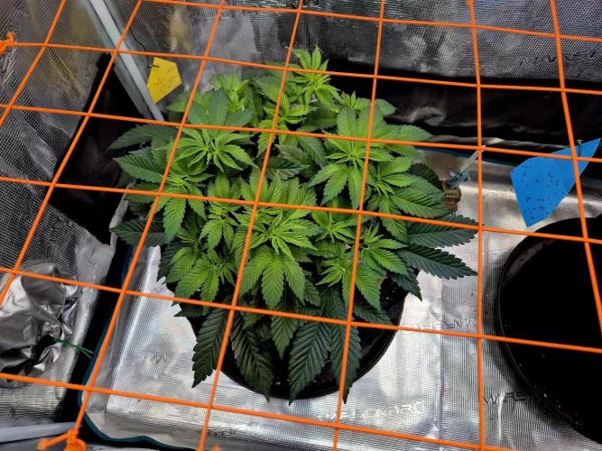 F026 - The Tropical Ice Cream One (USA). Week 7