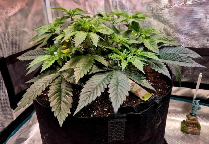 F026 - The Tropical Ice Cream One (USA). Week 7