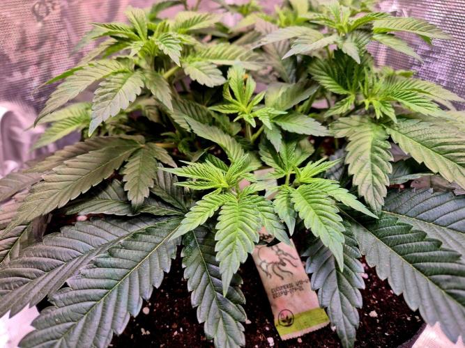 F026 - The Tropical Ice Cream One (USA). Week 7
