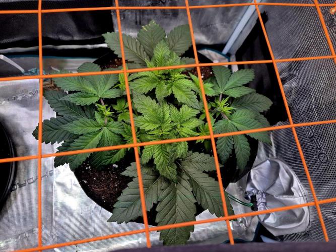 Rainbow Hitter. Week 7