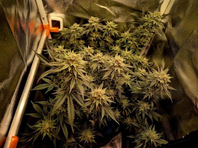 Special Kush (clone) main lining. Week 13