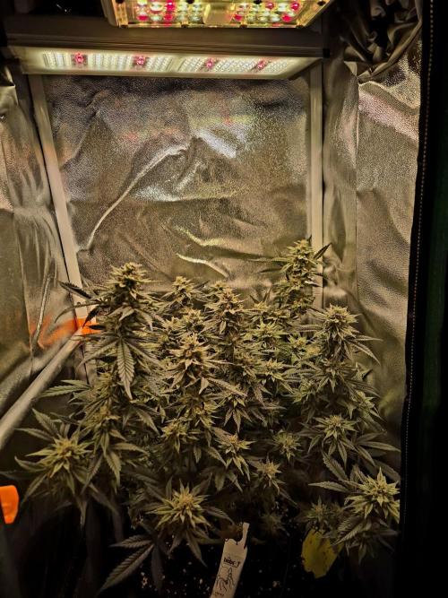 Special Kush (clone) main lining. Week 13