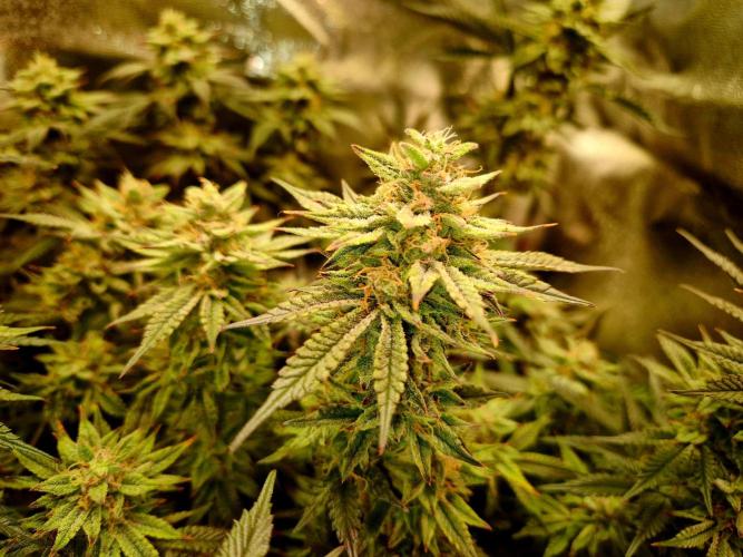 Special Kush (clone) main lining. Week 13