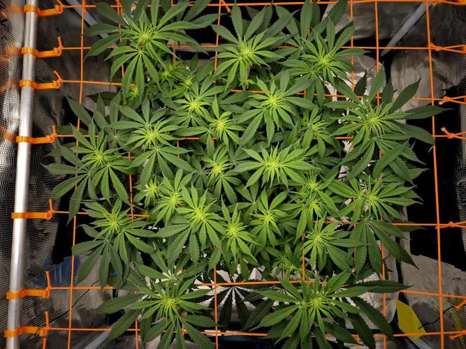 Cream Mandarine main lining. Week 10