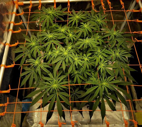 Cream Mandarine main lining. Week 10