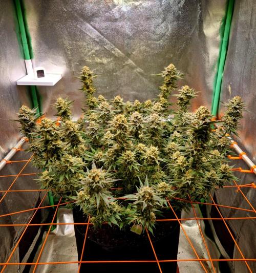 Orange bud main lining. Week 17