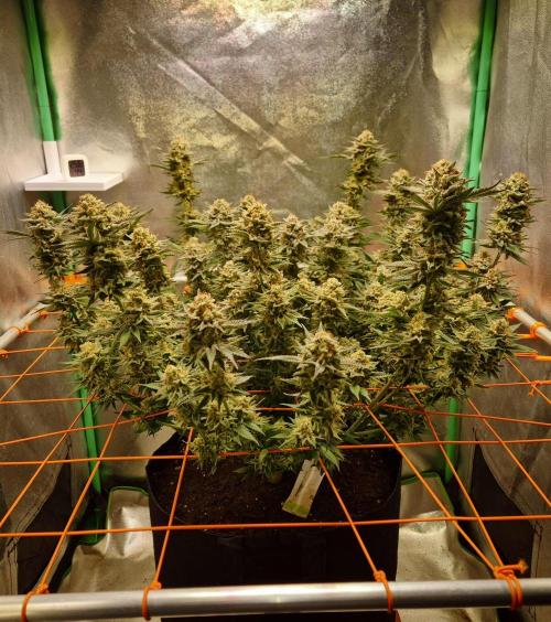 Orange bud main lining. Week 17