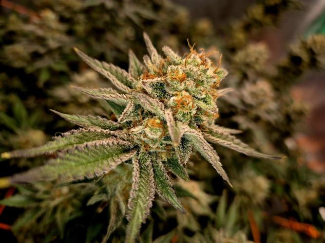 Orange bud main lining. Week 17