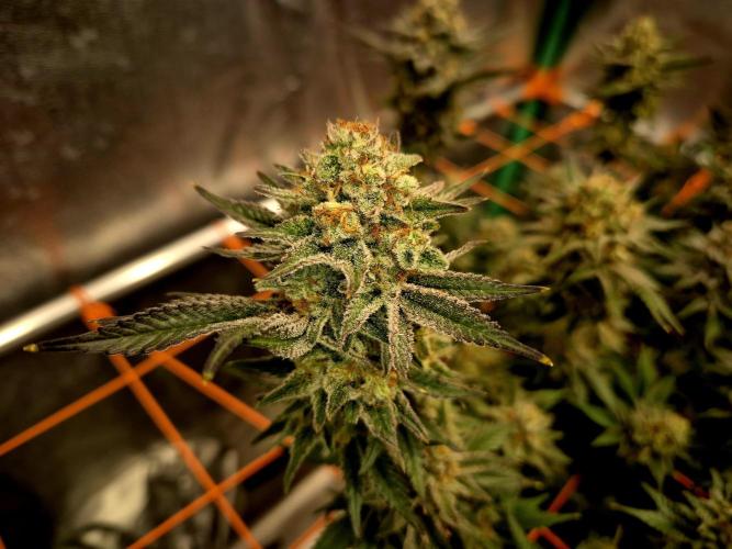 Orange bud main lining. Week 17