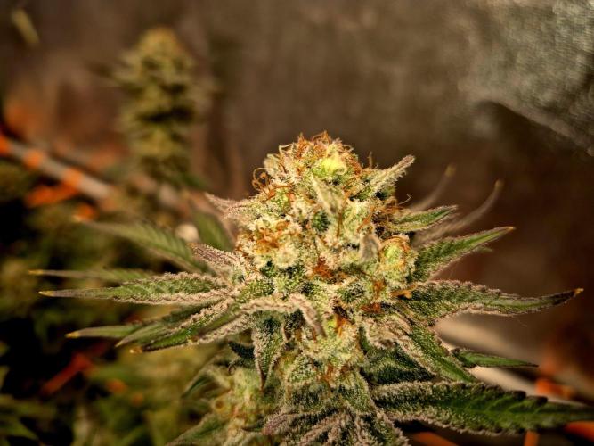 Orange bud main lining. Week 17