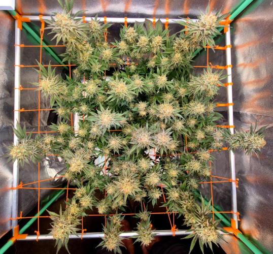 Orange bud main lining. Week 17
