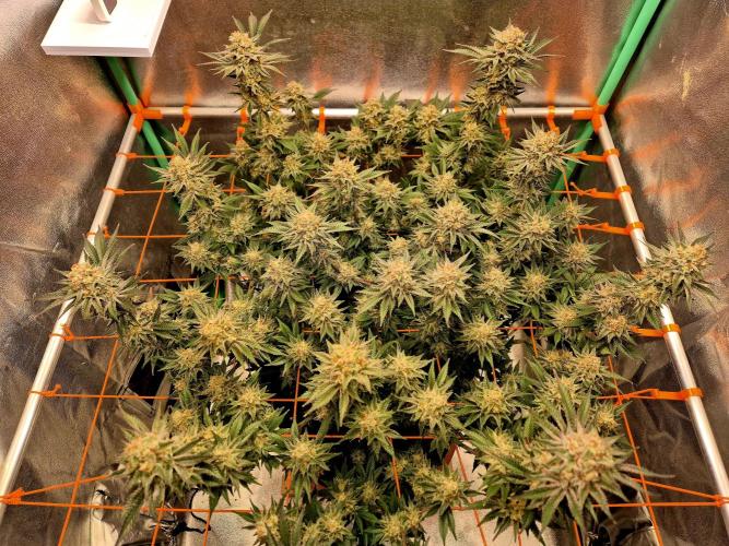 Orange bud main lining. Week 17