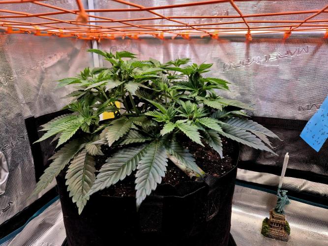 F026 - The Tropical Ice Cream One (USA). Week 7