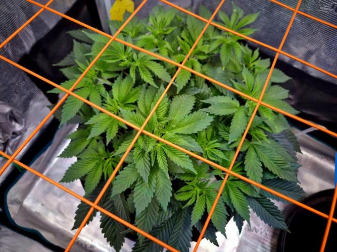 F026 - The Tropical Ice Cream One (USA). Week 7