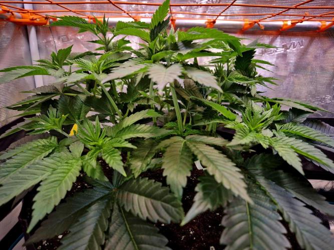 F026 - The Tropical Ice Cream One (USA). Week 7