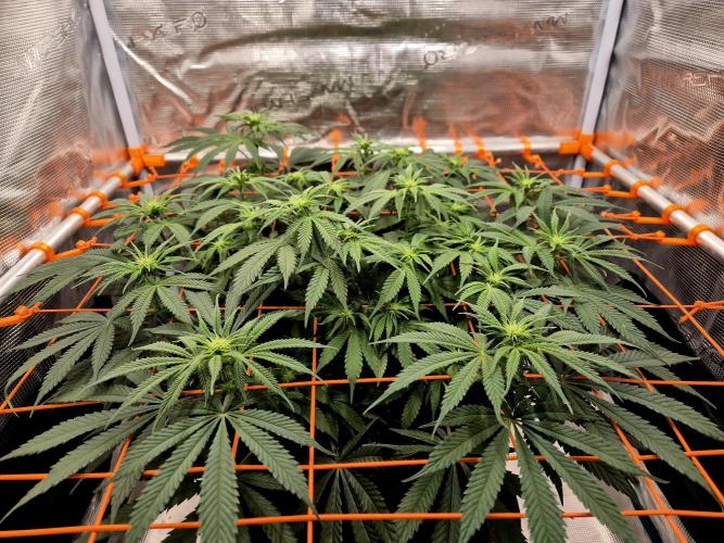 Cream Mandarine main lining. Week 11