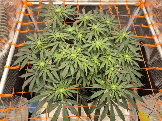 Cream Mandarine main lining. Week 11