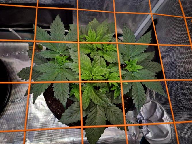 Rainbow Hitter. Week 7