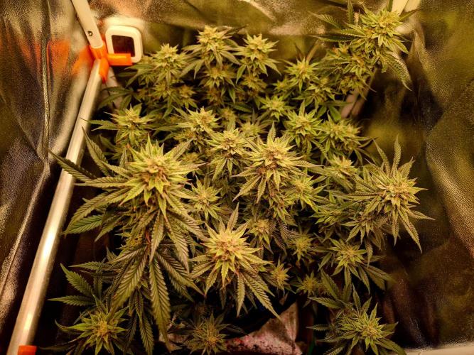 Special Kush (clone) main lining. Week 14
