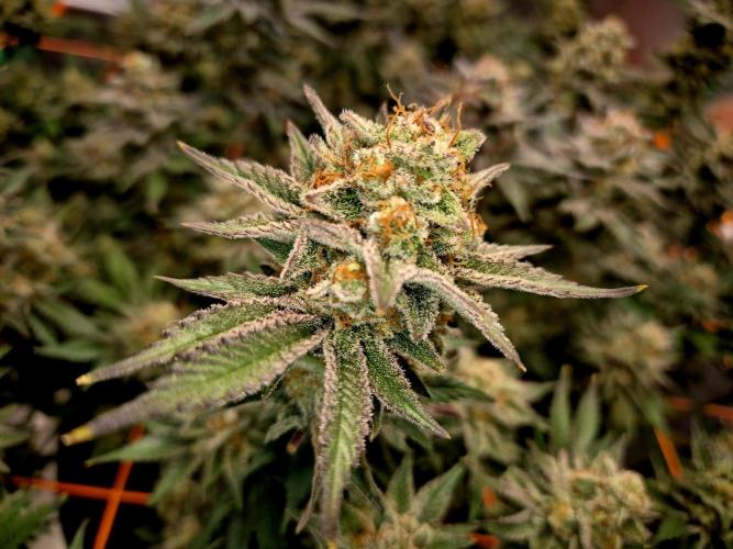 Orange bud main lining. Week 18