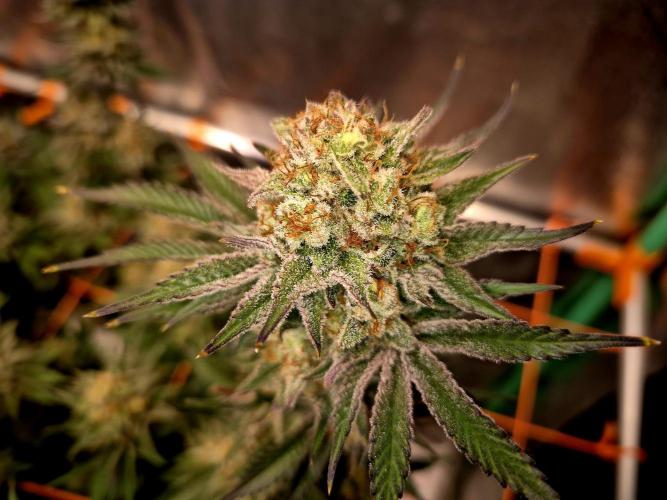 Orange bud main lining. Week 18