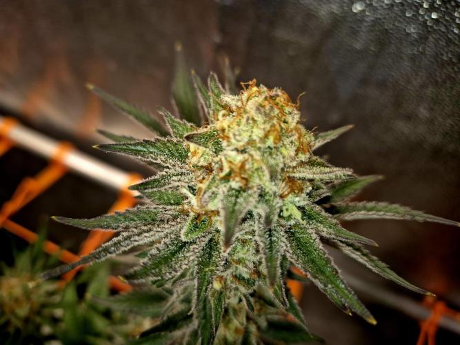 Orange bud main lining. Week 18