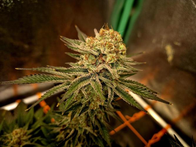 Orange bud main lining. Week 18