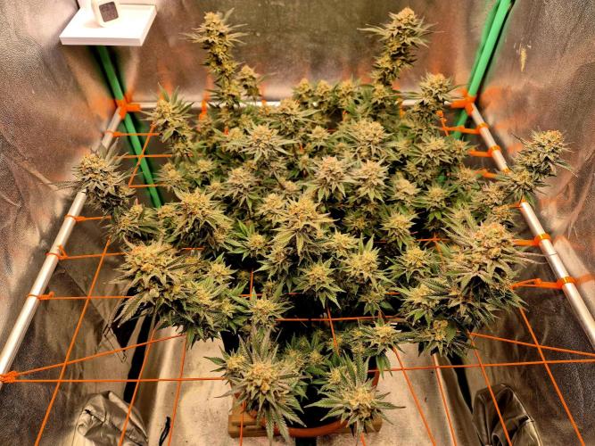 Orange bud main lining. Week 18