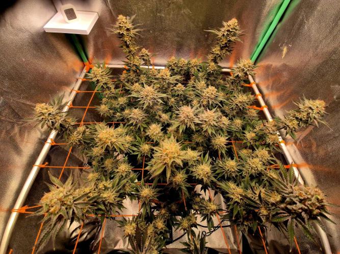 Orange bud main lining. Week 18