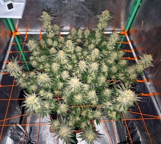 Orange bud main lining. Week 18