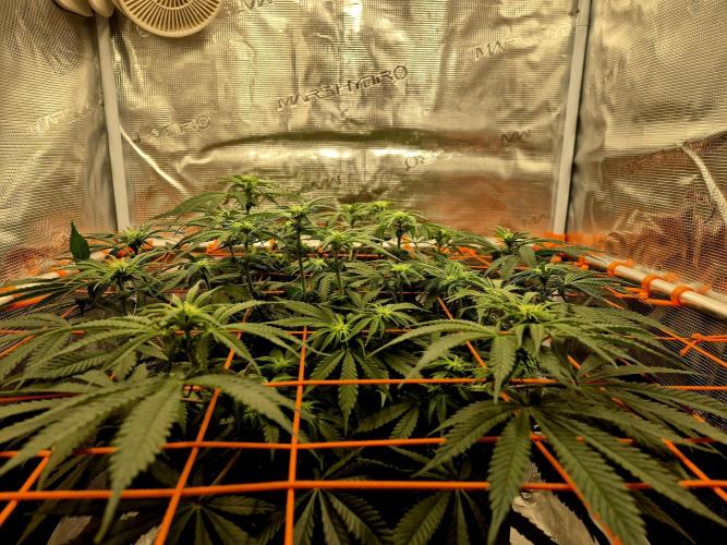 Cream Mandarine main lining. Week 11