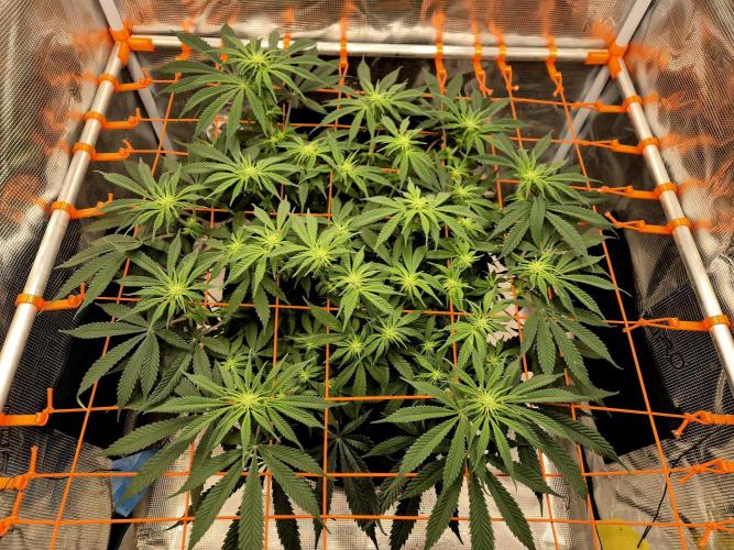 Cream Mandarine main lining. Week 11