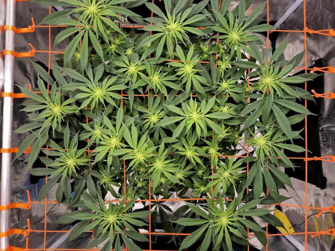 Cream Mandarine main lining. Week 11