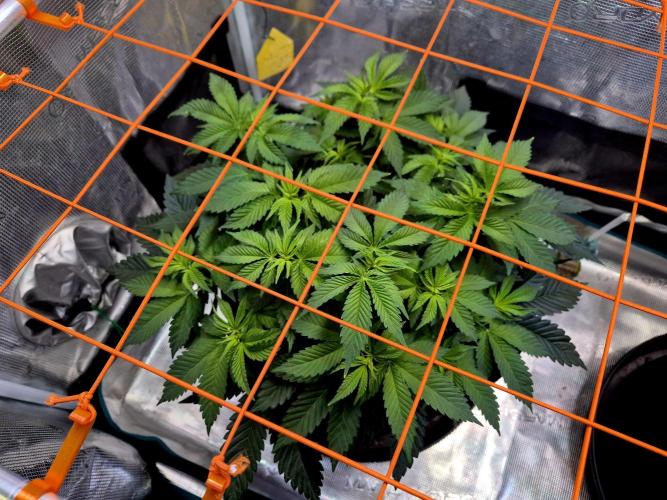 F026 - The Tropical Ice Cream One (USA). Week 7