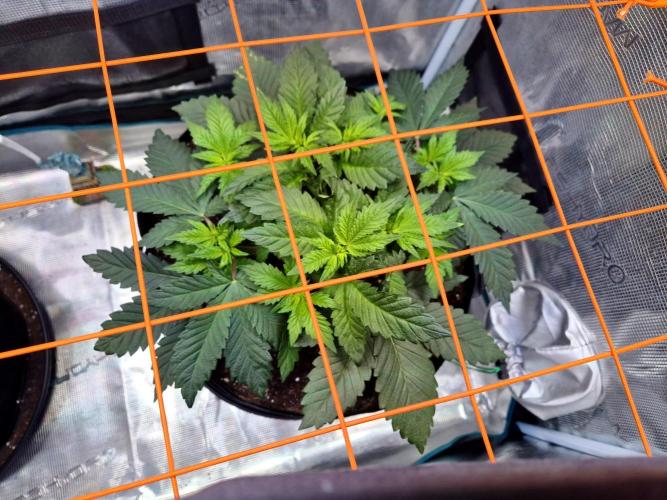 Rainbow Hitter. Week 7