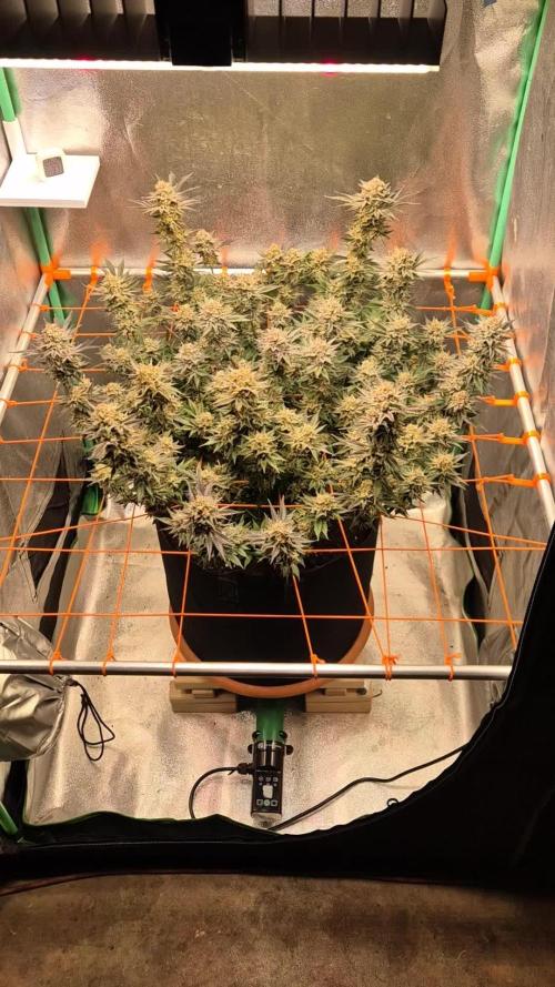 Orange bud main lining