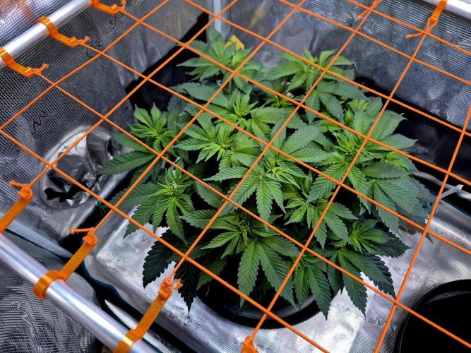 F026 - The Tropical Ice Cream One (USA). Week 7