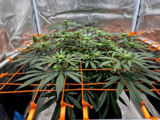 Cream Mandarine main lining. Week 11