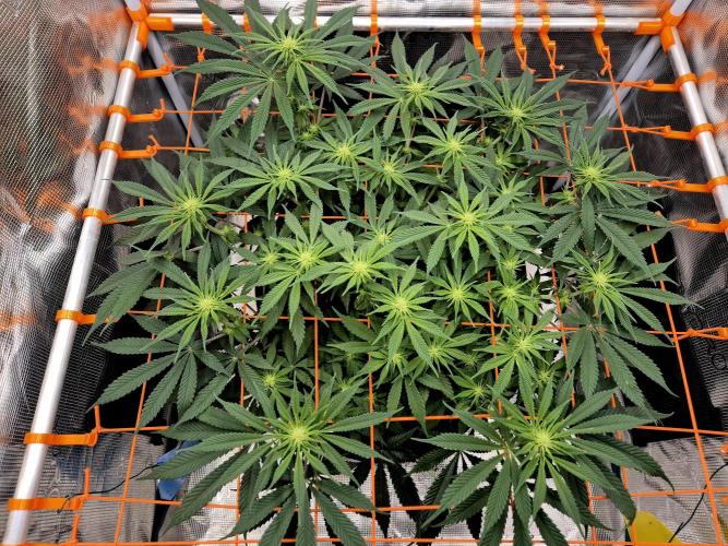 Cream Mandarine main lining. Week 11