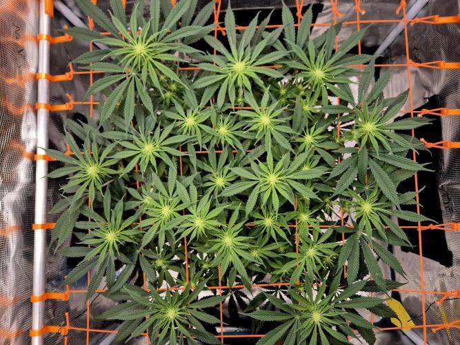 Cream Mandarine main lining. Week 11