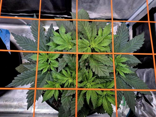 Rainbow Hitter. Week 7