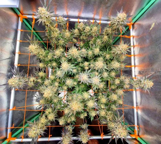 Orange bud main lining. Week 18