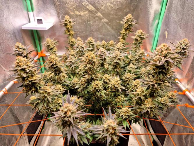 Orange bud main lining. Week 18